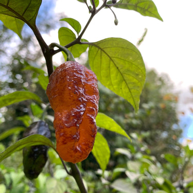 Pink Tiger x Peach Bhut - Seeds - The Pepper Pantry (Formerly Marie Sharp's)